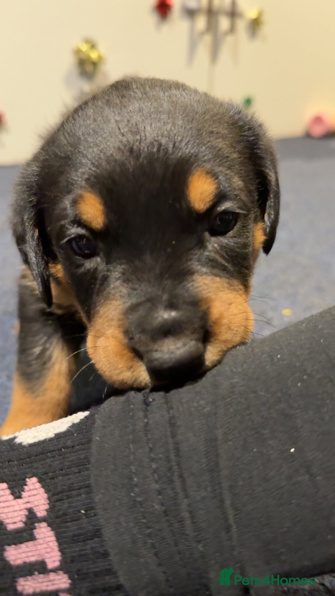Rottweiler dogs for sale: Gorgeous Rottweiler puppies - Advert 15