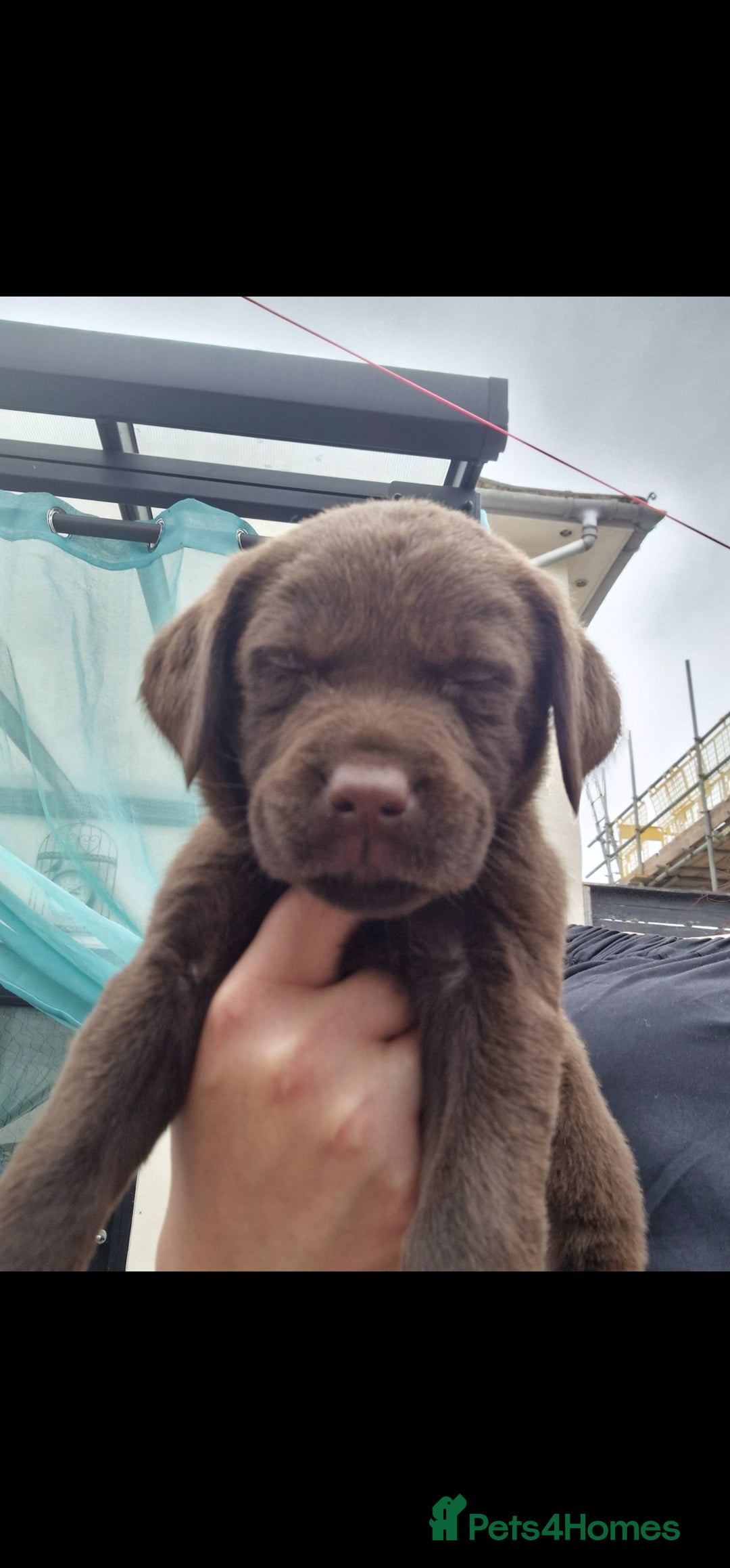 Labrador Retriever dogs for sale: KC REGISTERED CHOCOLATE LABRADOR  - Image 14