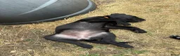 Labrador Retriever dogs for sale: 9 gorgeous KC registered black Labrador retrievers - Advert 3