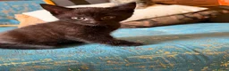Mixed Breed cats for sale: 🐾 GORGEOUS KITTENS READY FOR THEIR NEW HOMES! 🐾 - Advert 35