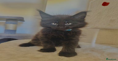 Maine Coon cats - Advert 9