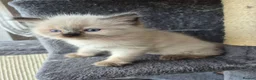 Ragdoll cats for sale: Ragdoll kittens ready for there new homes - Advert 1