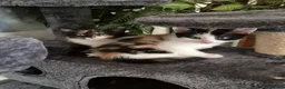 Mixed Breed cats for sale: Kittens for sale - Advert 7