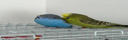 Budgerigars birds for sale: Budgies - Advert 3