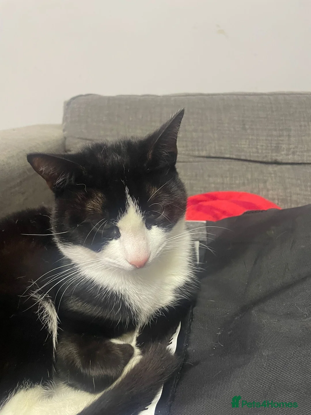 Mixed Breed cats for sale: 2 cats for sale in Huddersfield - Advert 6
