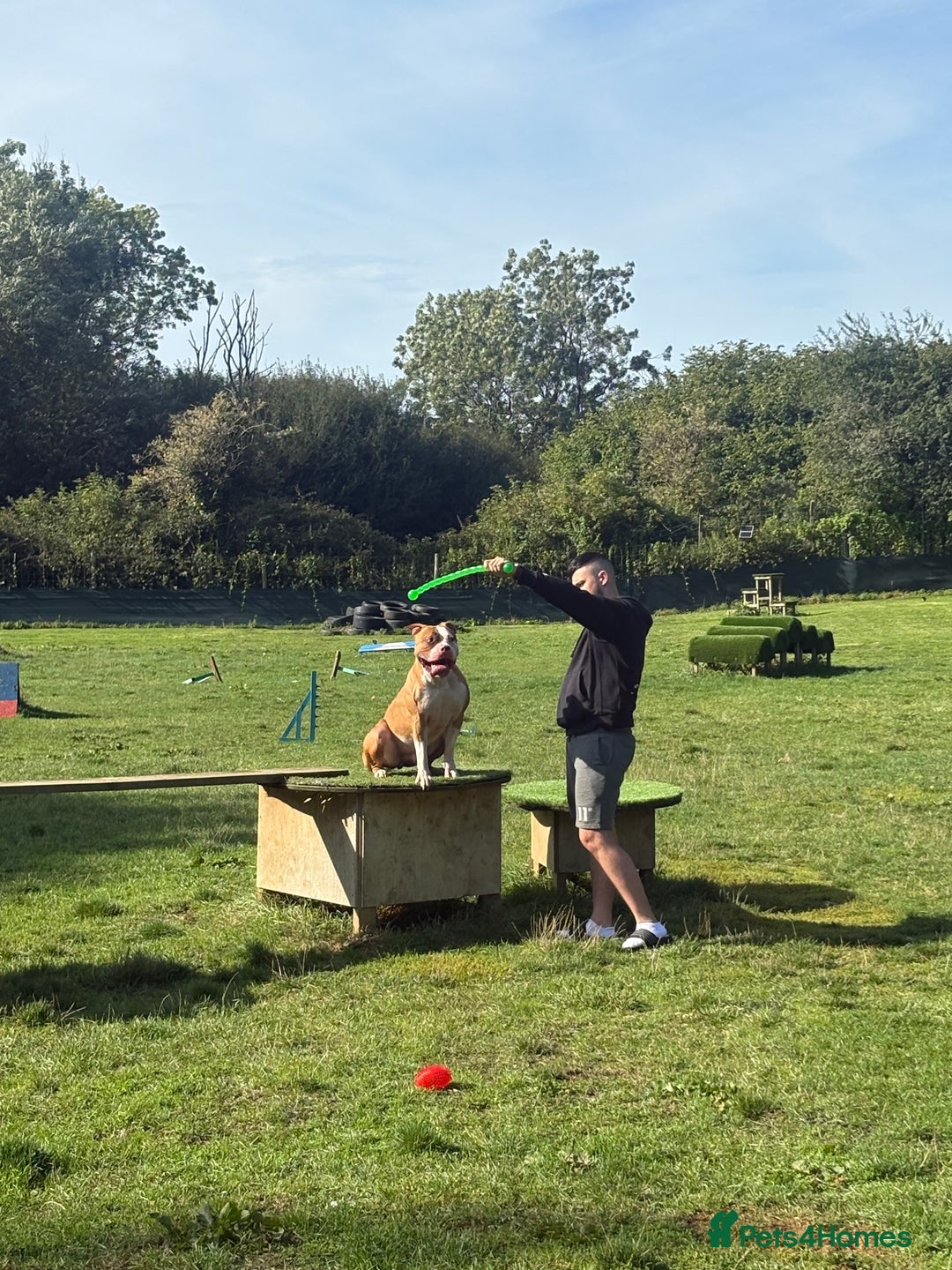 Mixed Breed dogs for sale: Reggie - Image 2