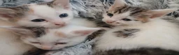 Mixed Breed cats for sale: Beautiful kittens - Advert 12