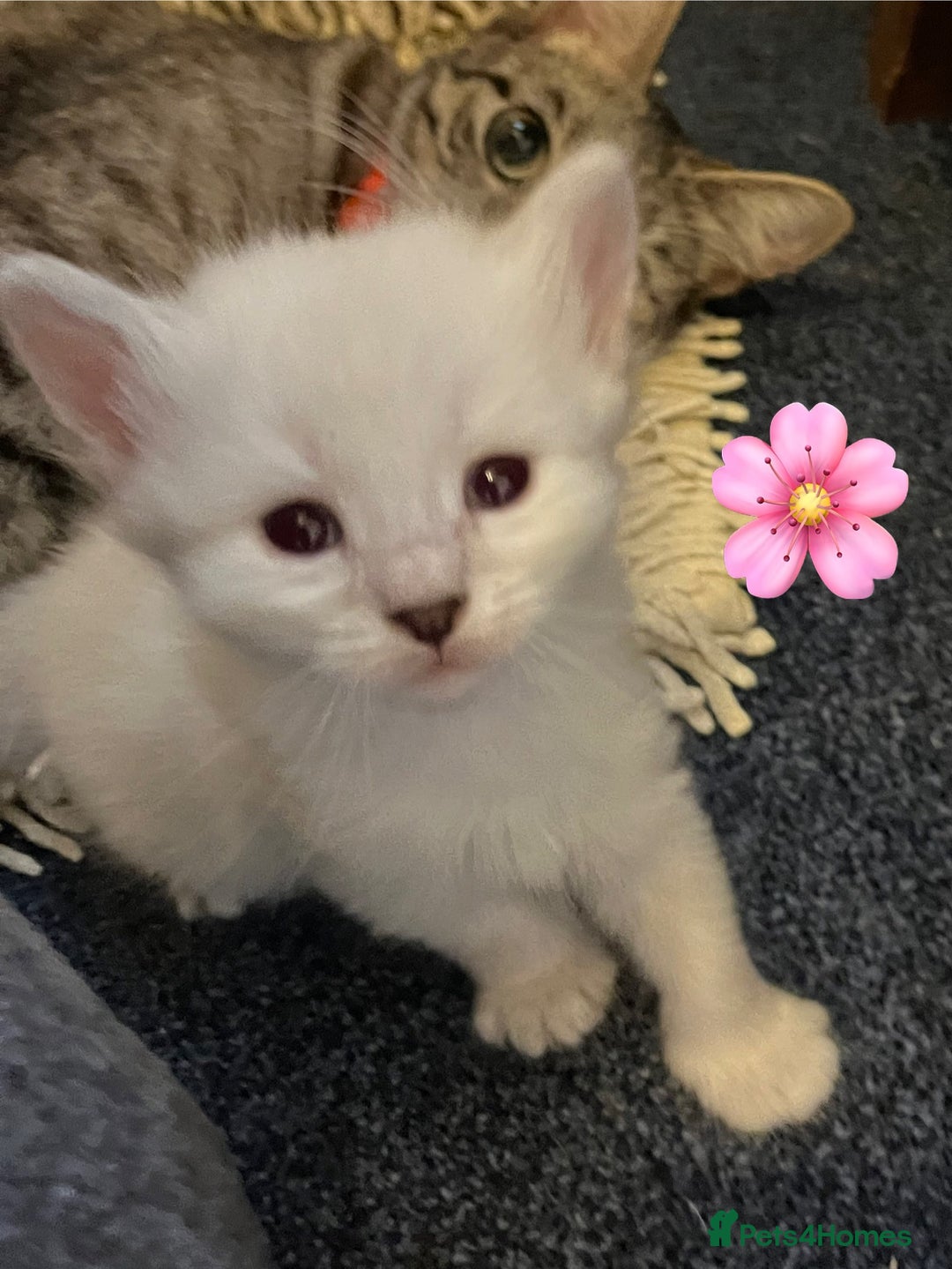 Mixed Breed cats for sale: Kittens for sale!  - Image 14