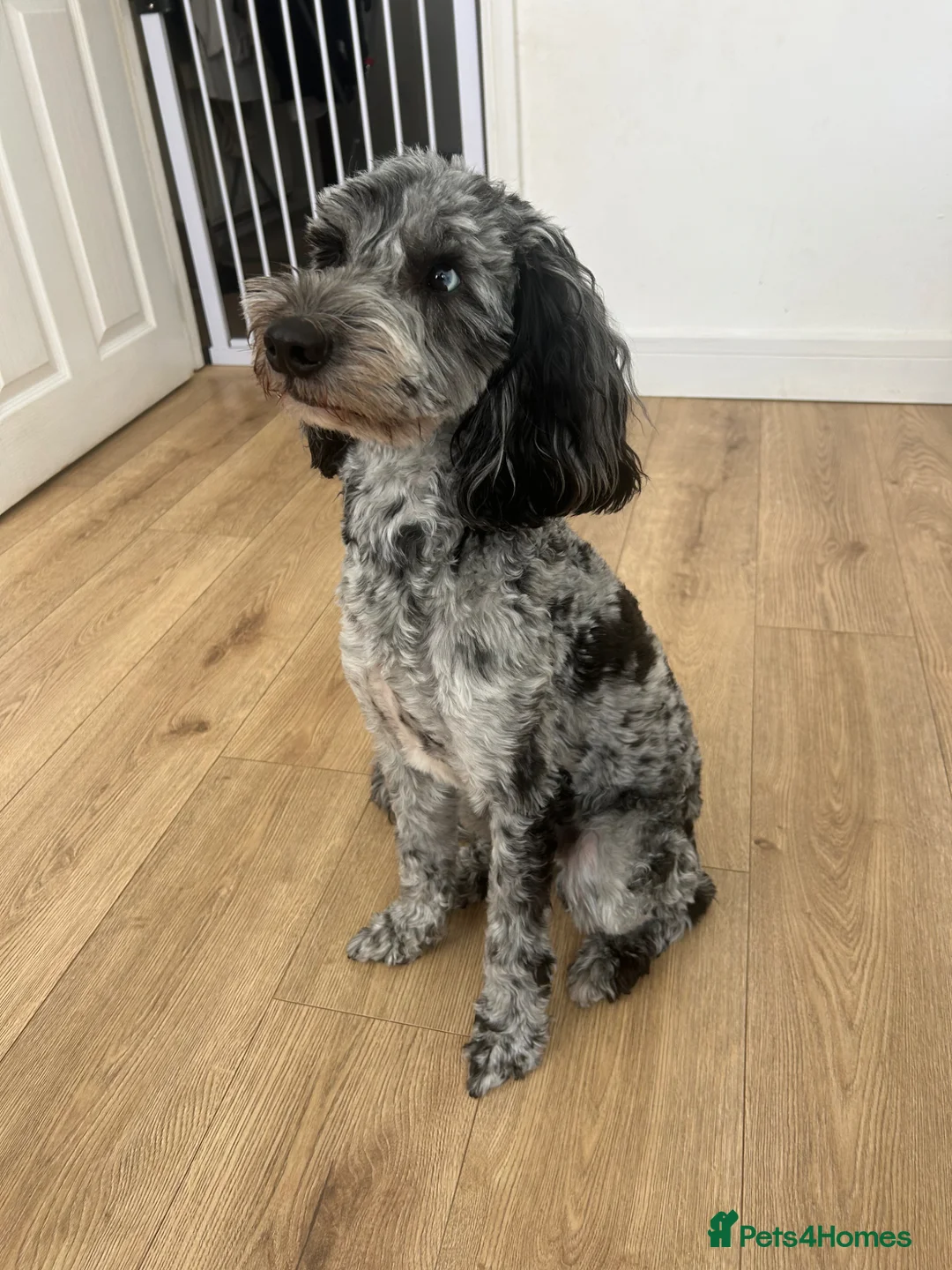 Cockapoo dogs for stud: F2 Cockapoo Stud in Hayling Island - Advert 2