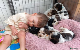 Cocker Spaniel dogs for sale: Stunning Show cocker spaniel puppies Health tested - Image 4
