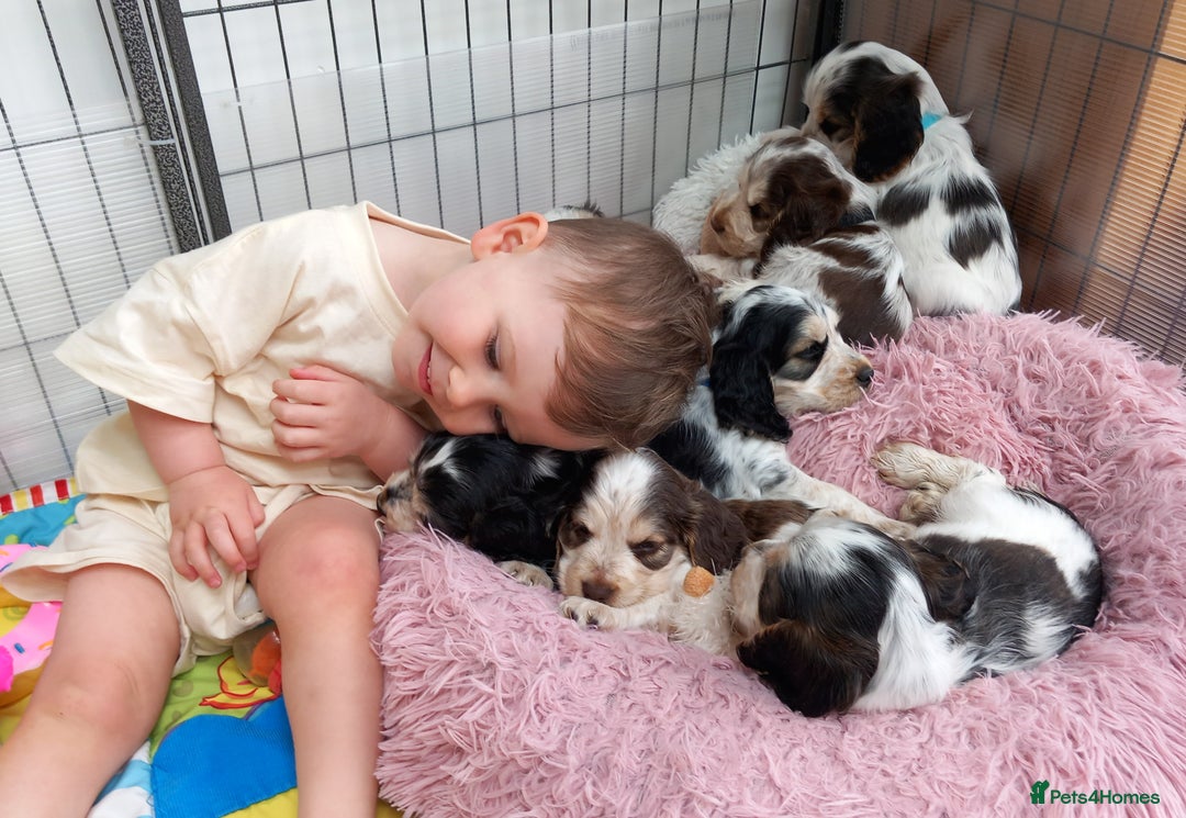 Cocker Spaniel dogs for sale: Stunning Show cocker spaniel puppies Health tested - Image 4