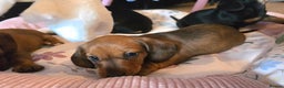 Miniature Dachshund dogs for sale: Miniature Dachshunds Seeking Forever Homes 3 LEFT - Advert 28