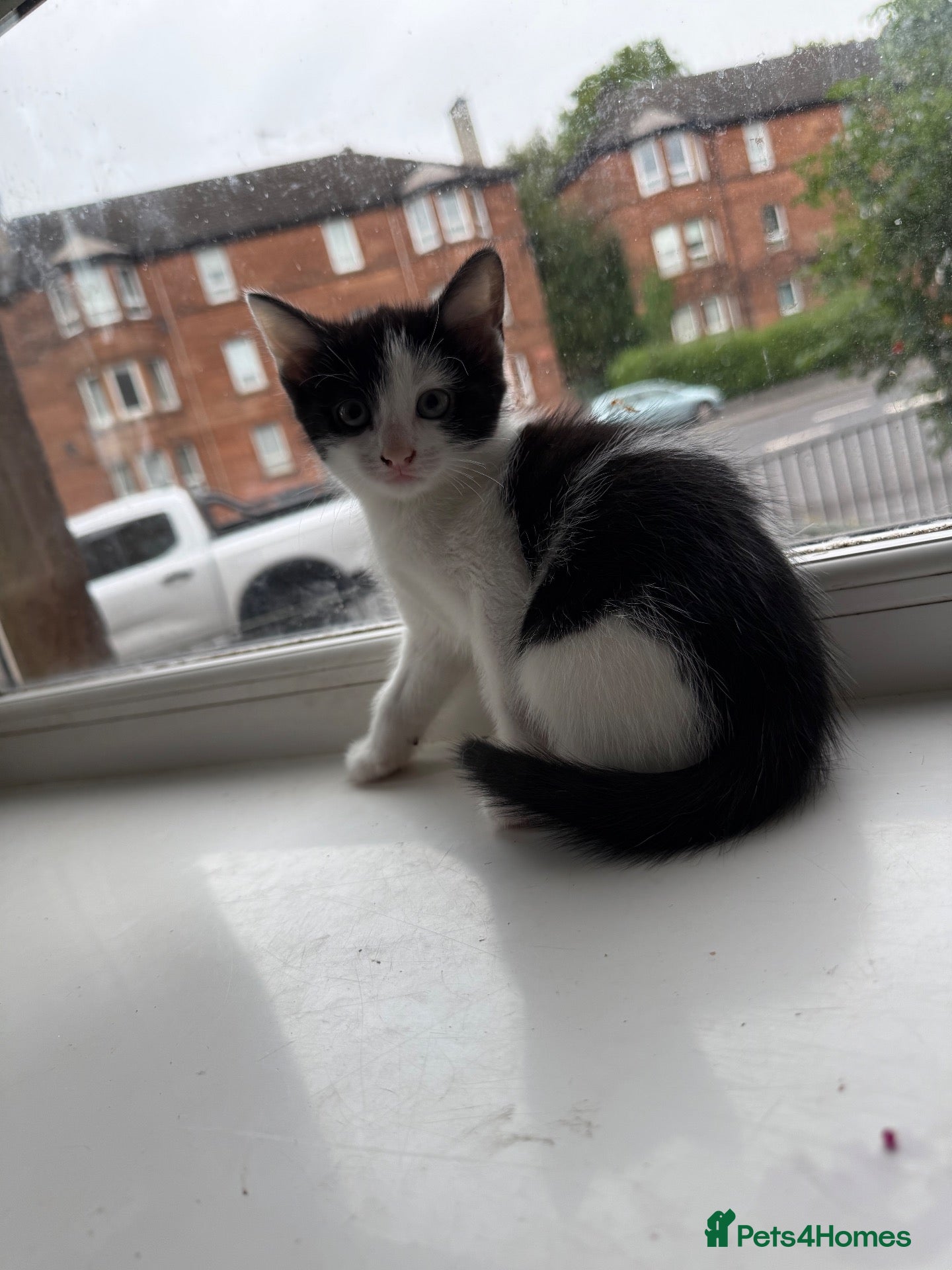 Mixed Breed cats Last little baby  - Advert 6