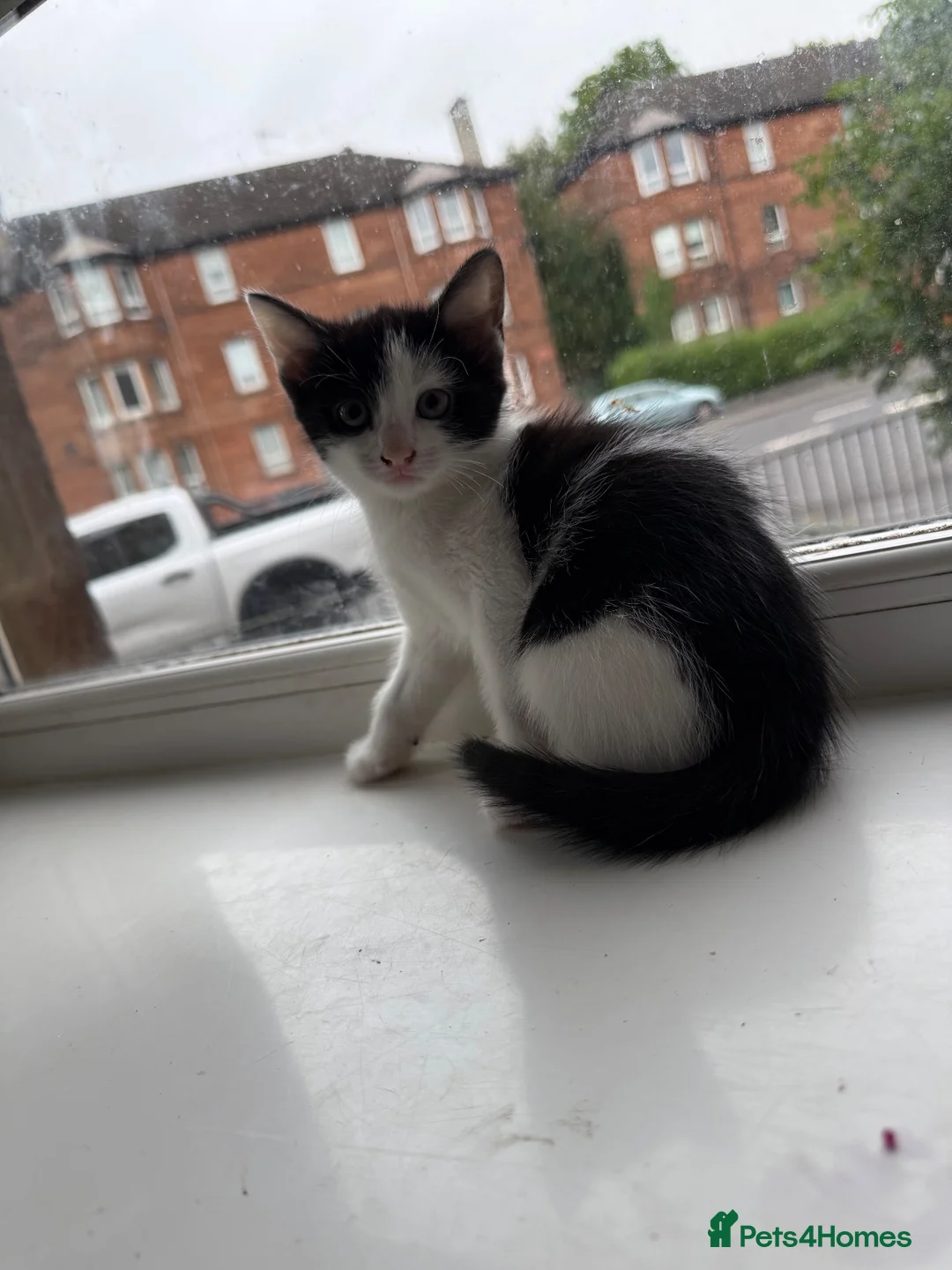 Mixed Breed cats for sale: Last little baby  - Advert 1