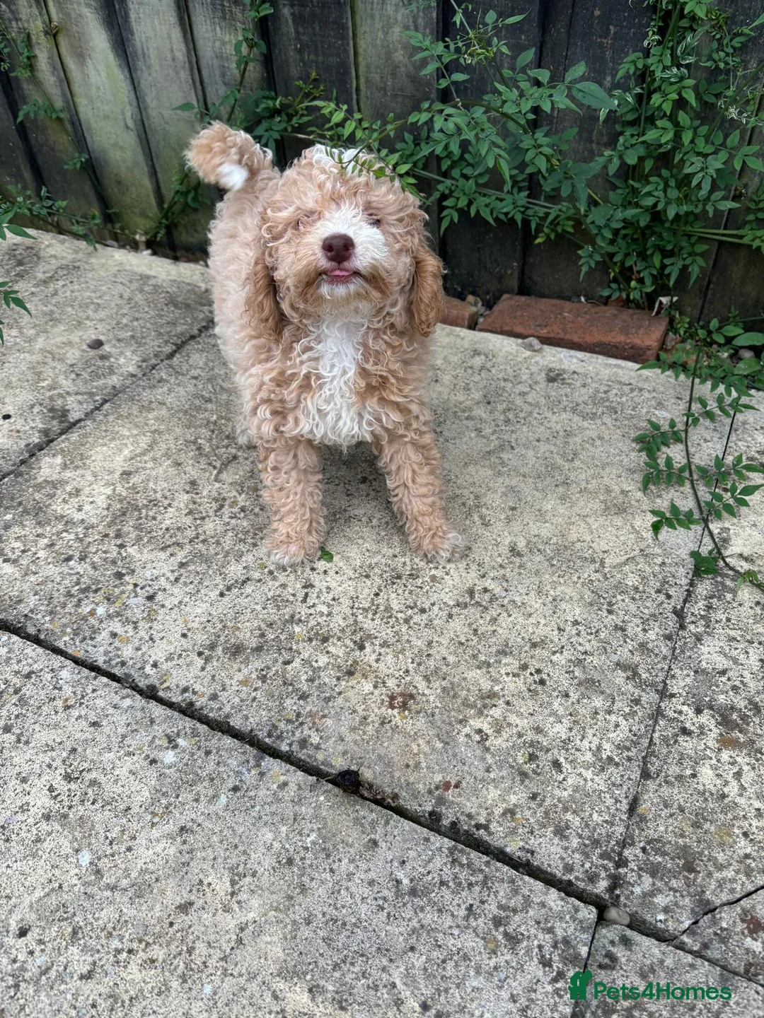 Toy Poodle dogs for stud: Quinn Red & white Toy Poodle for Stud ONLY. in Northampton - Advert 17