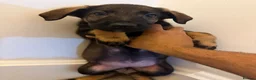 Mixed Breed dogs for sale: Puppies German Shepherd x Saluko x Dutch Harder - Advert 10
