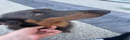 Dachshund dogs for stud: Long haired dachshund  in Portsmouth - Advert 2