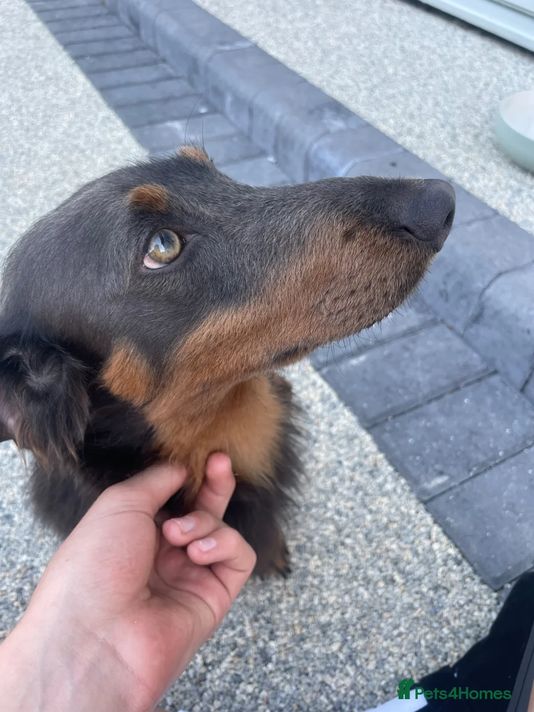 Dachshund dogs for stud: Long haired dachshund  in Portsmouth - Advert 2