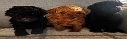 Toy Poodle dogs for sale: Beautiful Toy Poodle Puppies All Girls For Sale - Advert 9