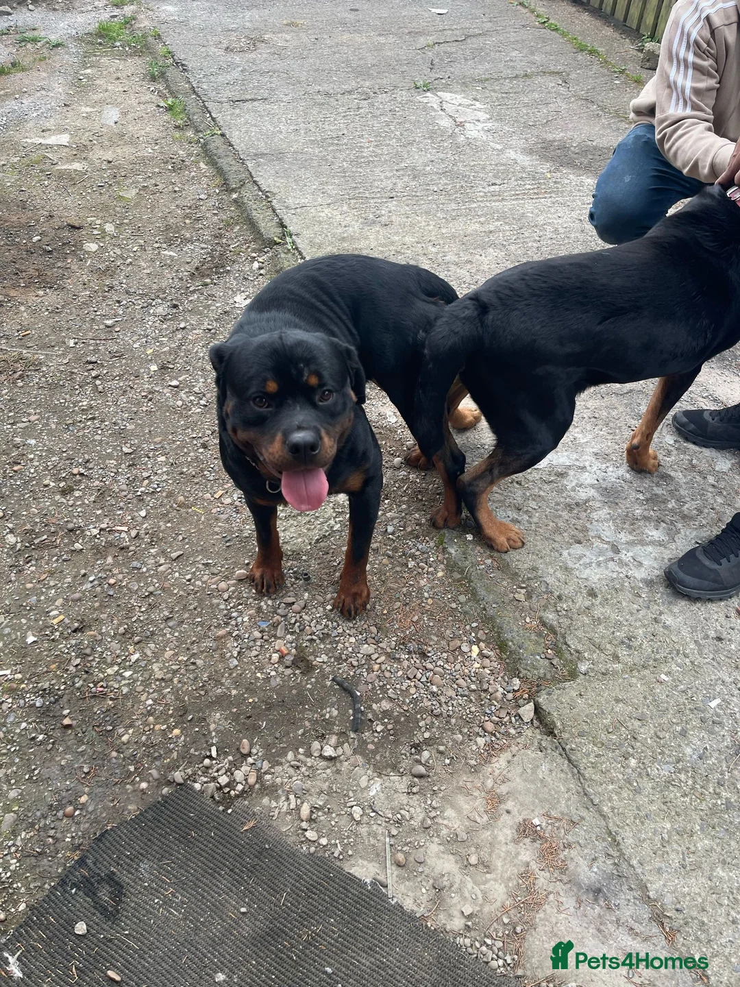 Rottweiler dogs for stud: WELL PROVEN STUD in Halifax - Advert 8