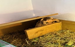 Tortoise reptiles for sale: 2 4 year old marginated tortoises  - Image 2