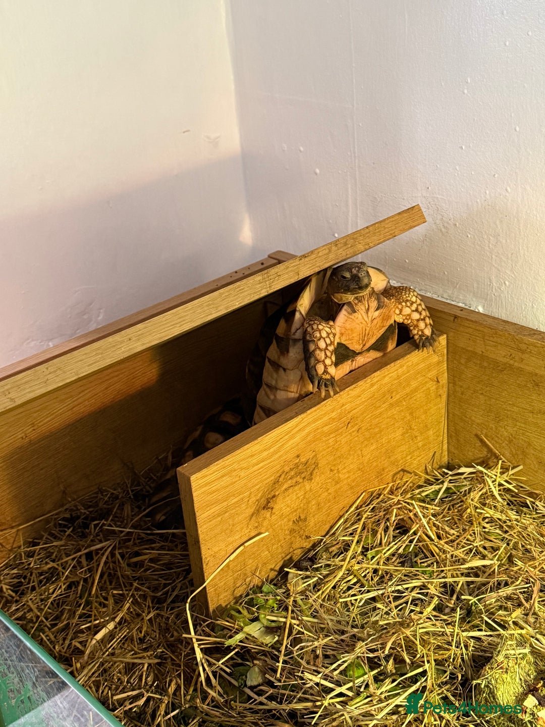 Tortoise reptiles for sale: 2 4 year old marginated tortoises  - Image 2