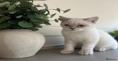 British Shorthair cats - Advert 4