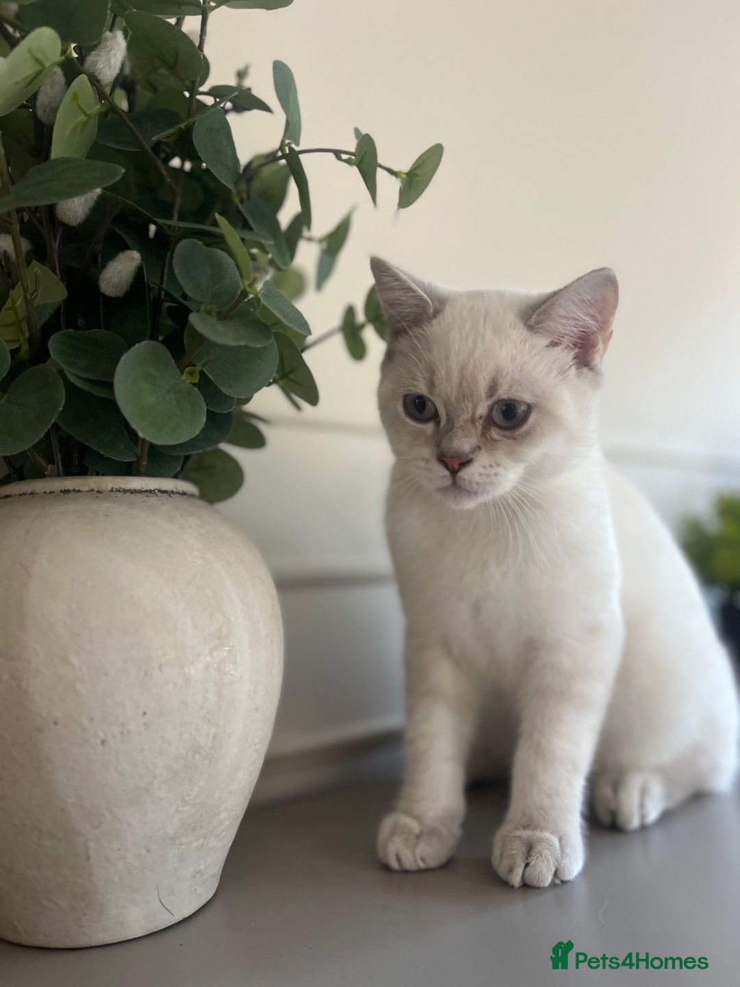 British Shorthair cats for sale: Stunning Silver Tabby Colourpoint BSH,GCCF ACTIVE - Image 2