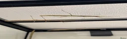 Gecko reptiles for sale: Lizards for rehome  - lot to choose from  - Advert 17