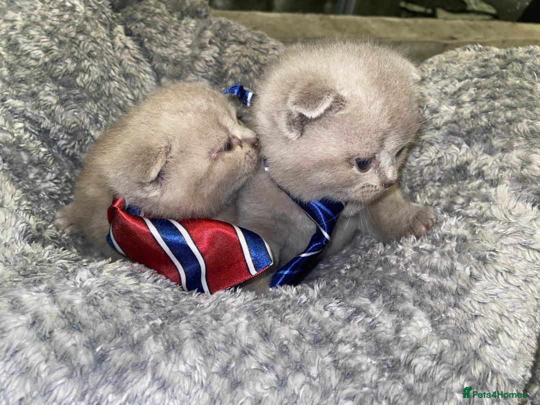 Scottish Fold cats for sale: Beautiful Scottish Fold Kittens🫶🏼😍 - Advert 10
