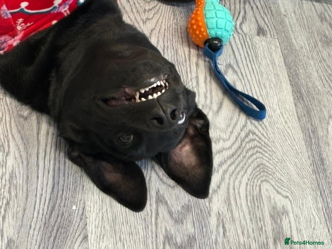 Mixed Breed dogs for sale: Labrador male 6 months old  - Advert 2