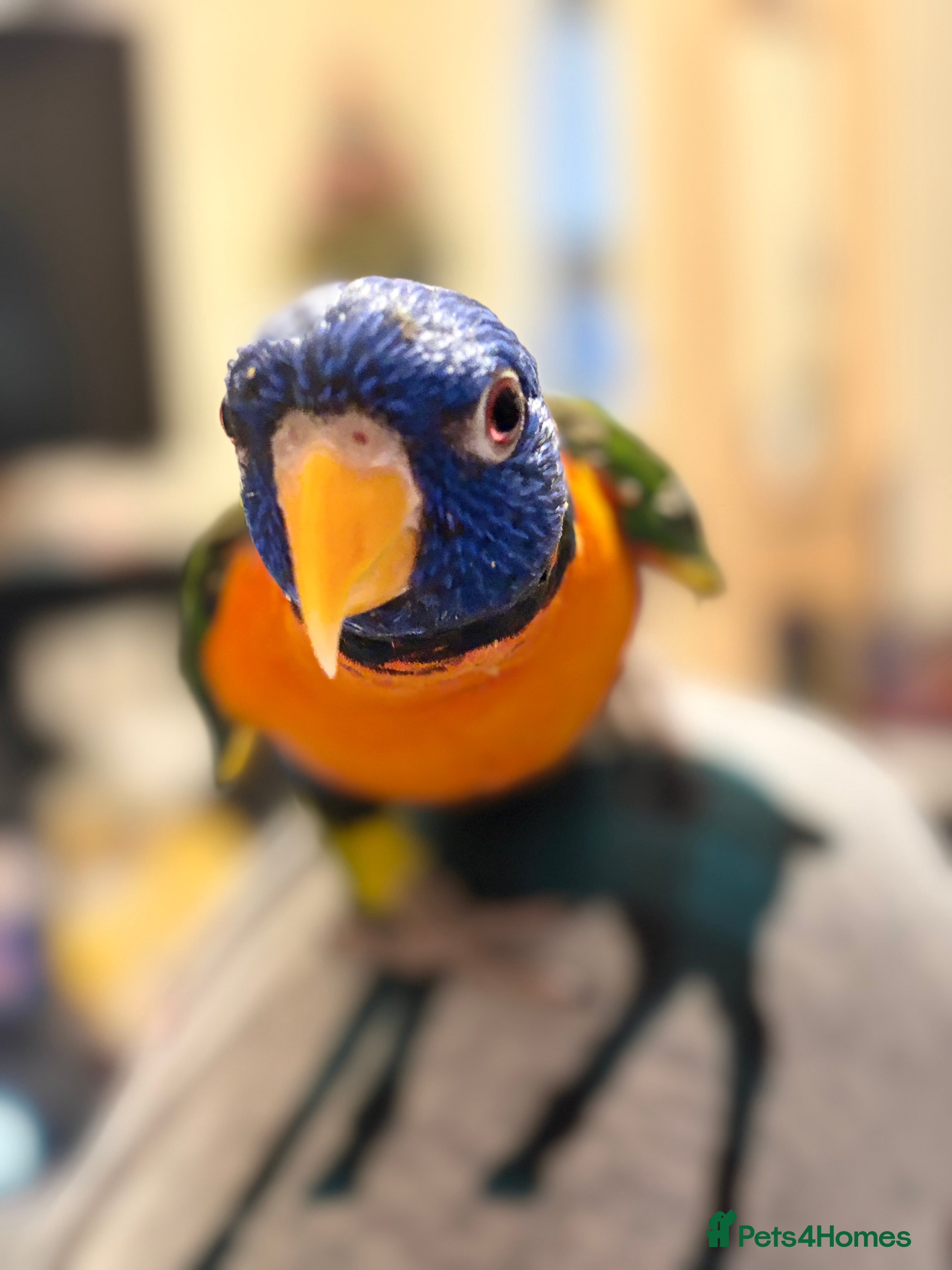 Lorikeets birds 8 month lorikeet for sale in Middlewich - Advert 14