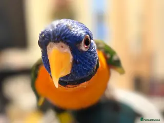 Lorikeets birds 8 month lorikeet for sale in Middlewich - Advert 2