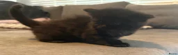 Mixed Breed cats for sale: Long hair kittens - Advert 9
