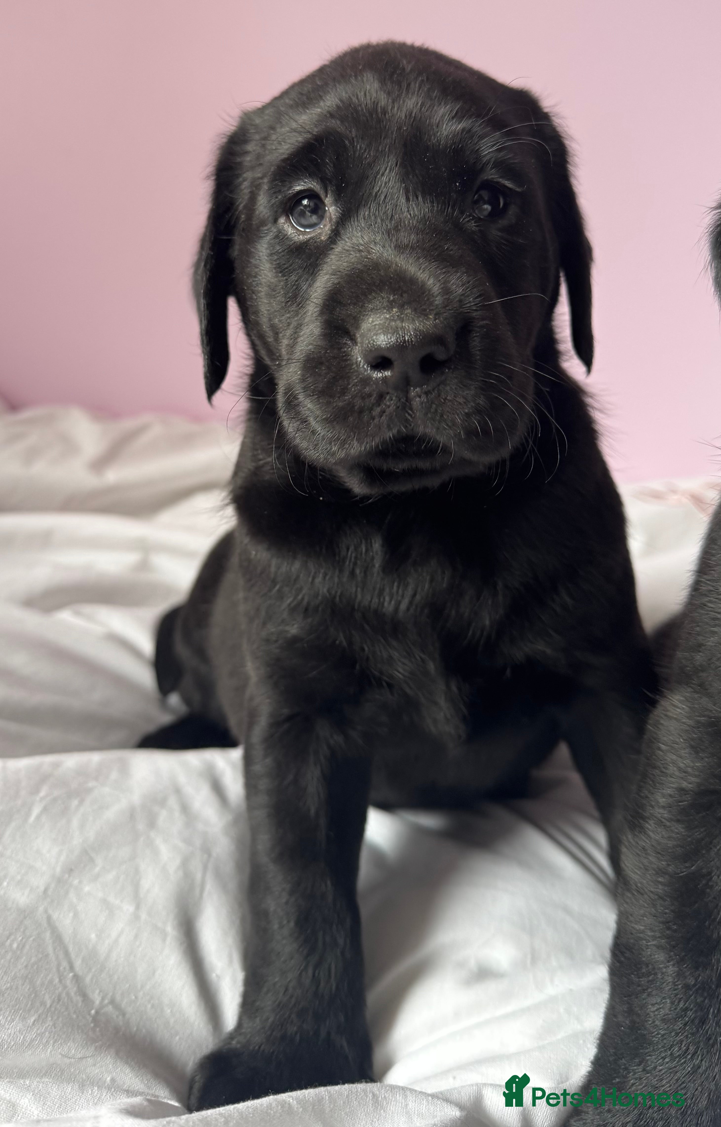 Labrador Retriever dogs Labrador pups fox red and black  - Advert 2