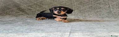 Miniature Dachshund Puppy 2