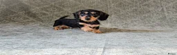 Miniature Dachshund dogs for sale: Silkie Mini Dachshund Puppies  - Advert 5