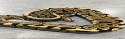 Python Snake reptiles for sale: Royal pythons  - Advert 17
