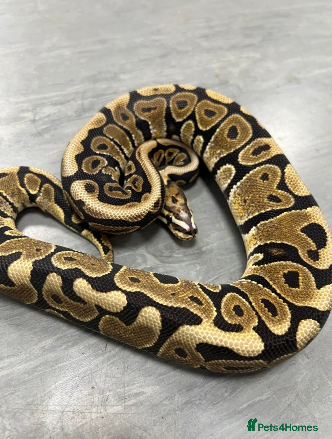 Python Snake reptiles for sale: Royal pythons  - Advert 17