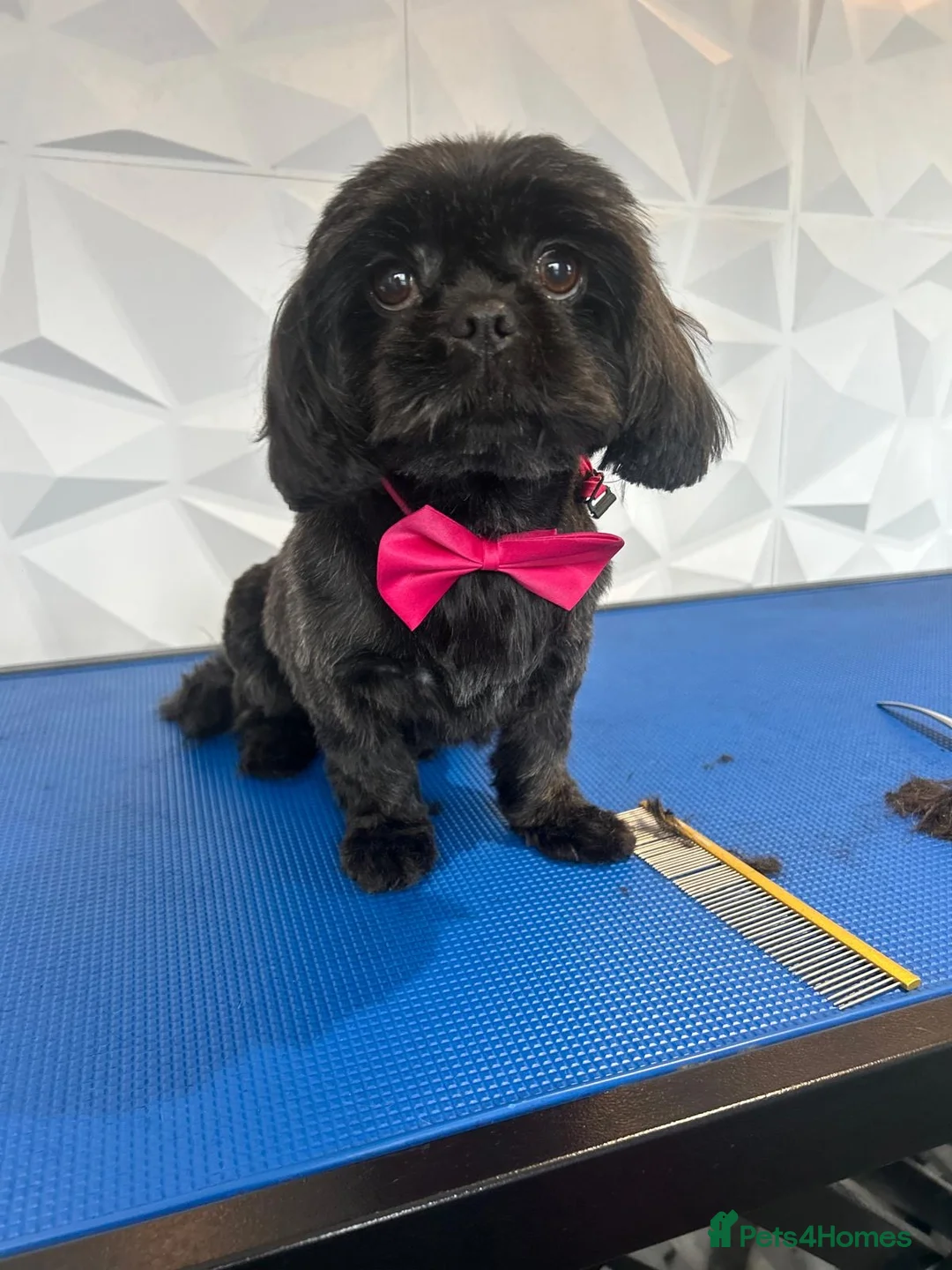 Shih Tzu dogs for sale: Beautiful pure Shih Tzu puppies  - Advert 2