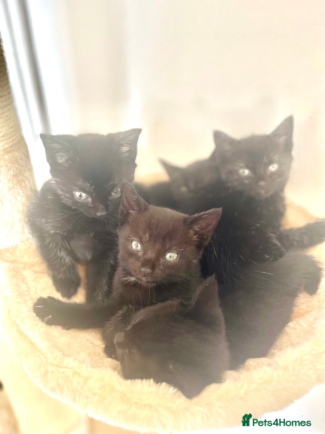 Bengal cats for sale: Bengal Cross Kittens Looking for Loving Homes <3 - Image 1