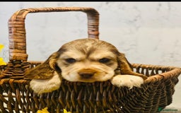 Cocker Spaniel dogs for sale: Kc registered show type puppies - Image 3
