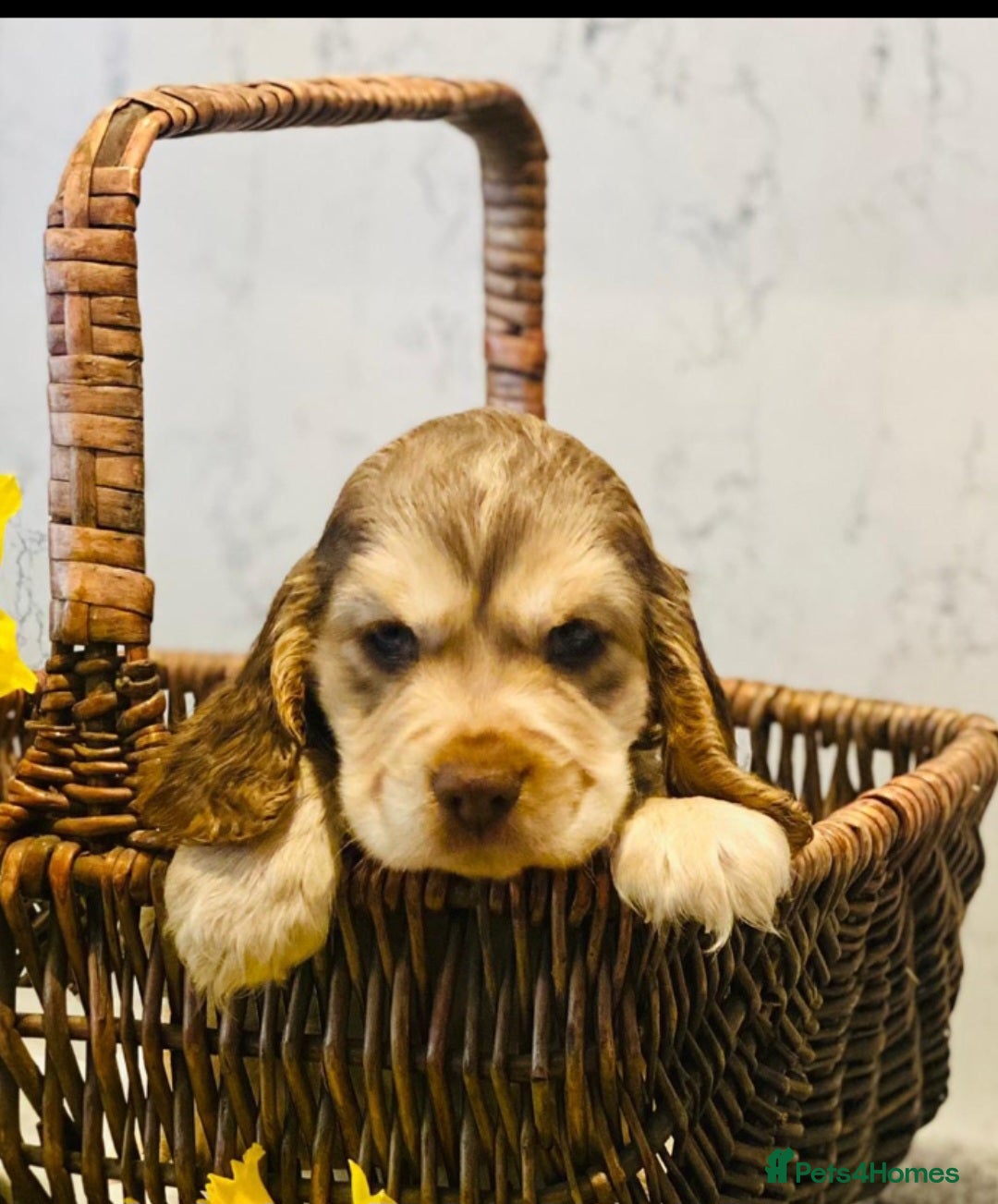 Cocker Spaniel dogs for sale: Kc registered show type puppies - Image 3