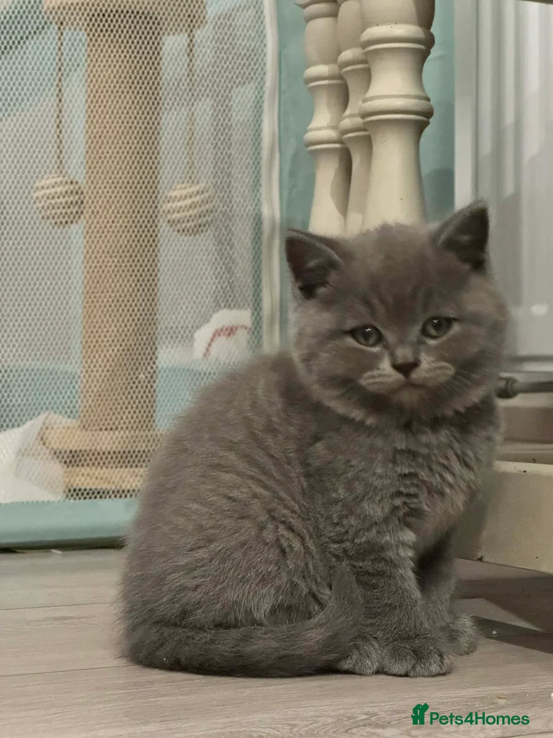 British Shorthair cats for sale: Stunning kittens available  - Advert 5