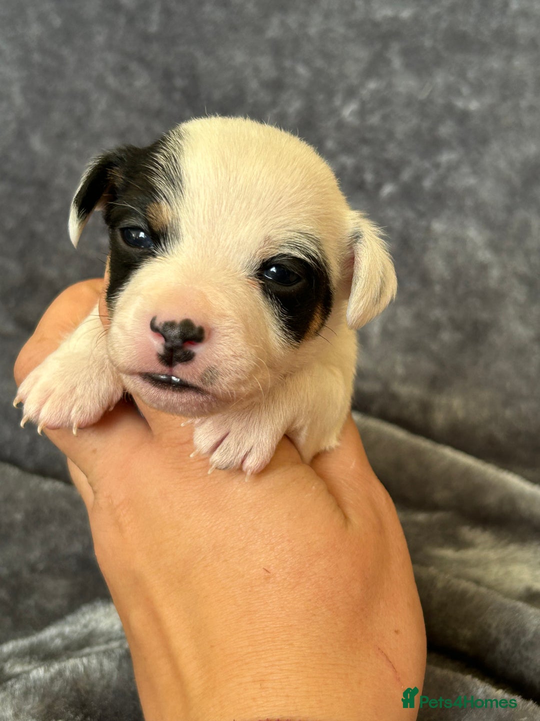 Jack Russell dogs for sale: Beautiful Rare Merle Mini Jack Russell Puppies  - Image 3