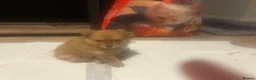 Pomchi dogs for sale: Teddy bear Pomeranian puppies - Advert 4
