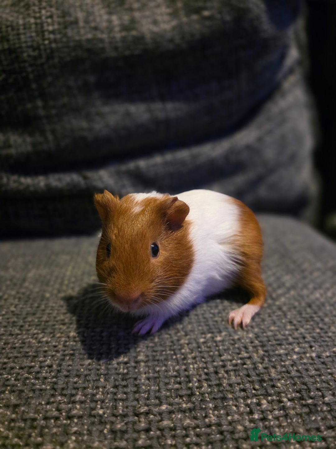 Guinea Pig rodents for sale: Boar/male guinea pigs in Weymouth - Advert 8