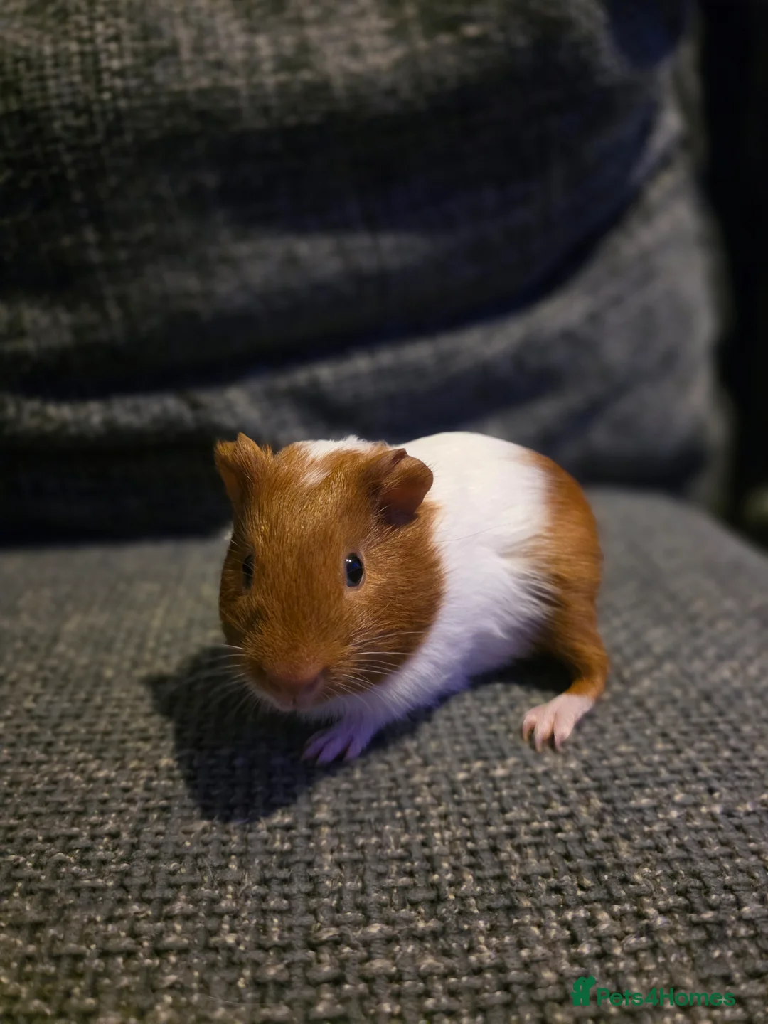 Guinea Pig rodents for sale: Boar/male guinea pigs in Weymouth - Advert 8