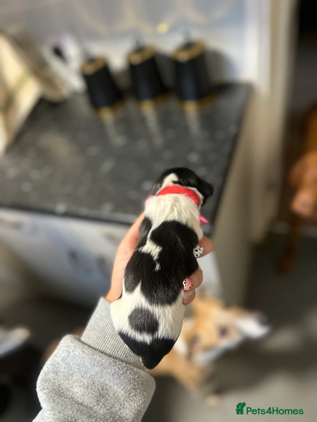 English Springer Spaniel dogs for sale: Gorgeous Working Springer Spaniel Pups! - Advert 4