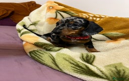 Miniature Dachshund dogs for sale: Miniature Dachshund KC last two girls  - Image 23